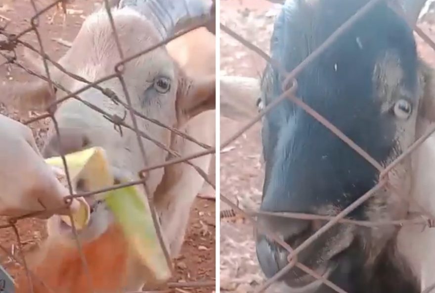 furto-de-bodes-em-americana3A-comocao-na-populacao-e-investigacao-policial3B-video-no-interior-de-sp furto-de-bodes-em-americana3A-comocao-na-populacao-e-investigacao-policial3B-video-no-interior-de-sp