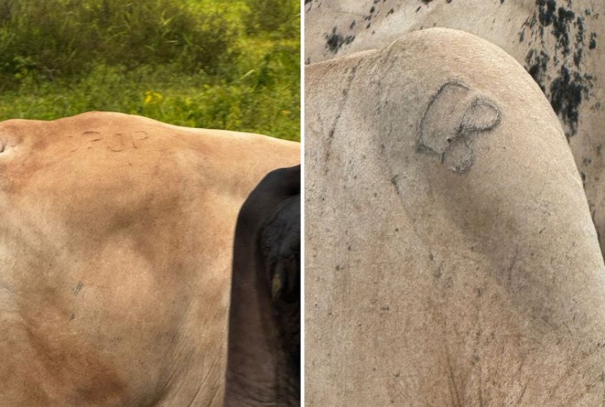 furto-de-gado-em-fazenda-de-ilha-solteira3A-policia-suspeita-de-construcao-de-embarcador-de-madeira furto-de-gado-em-fazenda-de-ilha-solteira3A-policia-suspeita-de-construcao-de-embarcador-de-madeira