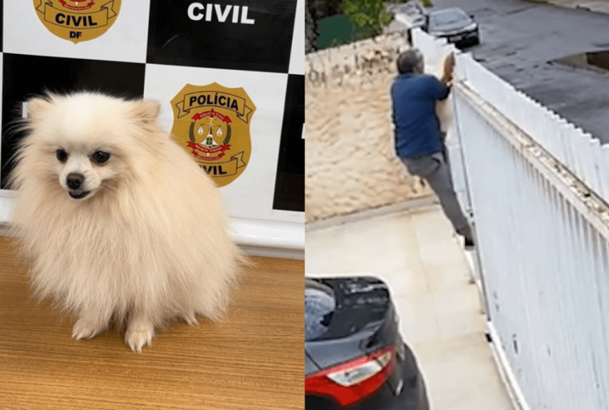 furto-de-spitz-alemao-em-brasilia3A-policia-recupera-cachorro-roubado-na-madrugada furto-de-spitz-alemao-em-brasilia3A-policia-recupera-cachorro-roubado-na-madrugada
