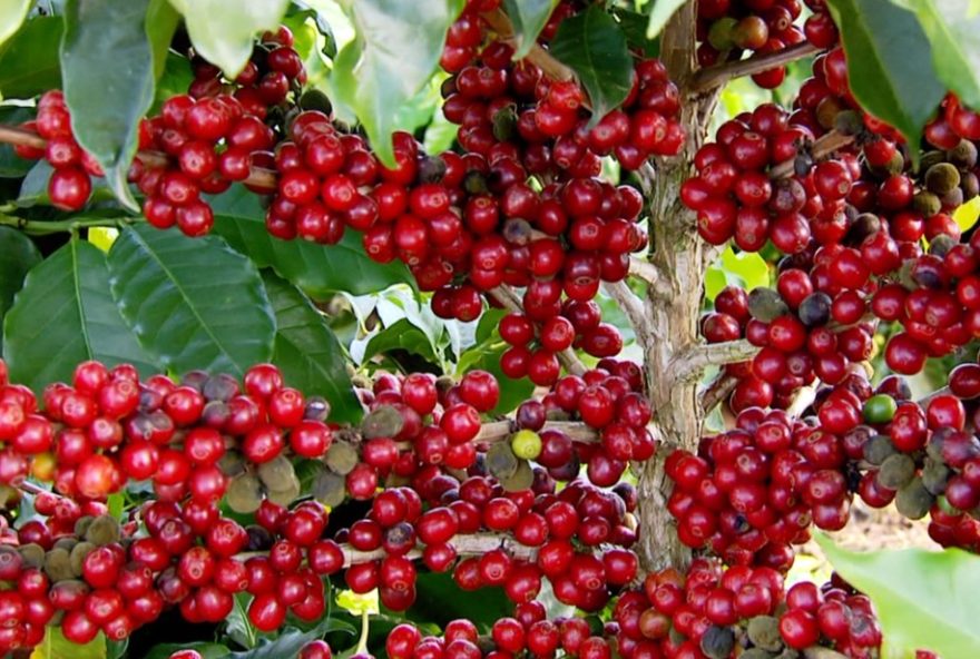 furtos-de-cafe-em-lavouras-de-minas-gerais-preocupam-agricultores3A-pm-intensifica-operacoes-na-regiao