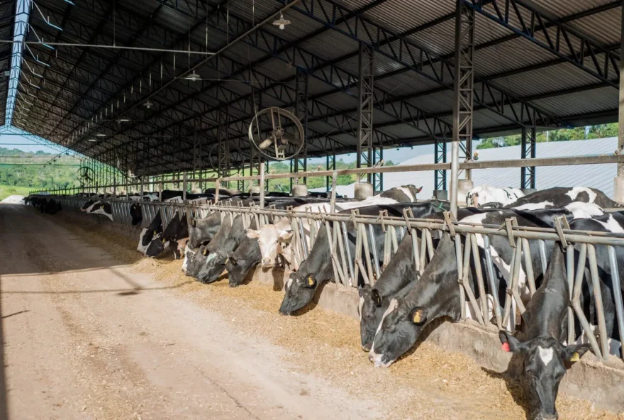 Com importante papel no agronegócio regional, cadeia do leite foi alvo de uma série de medidas do Governo de Goiás (Foto: Larissa Melo)