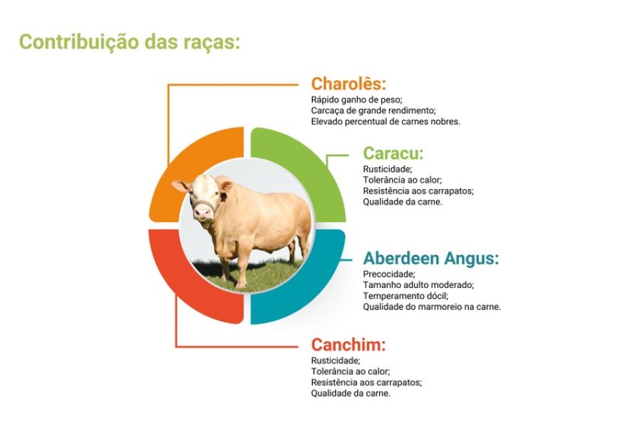 gado-puruna3A-a-raca-paranaense-de-excelencia-no-agronegocio