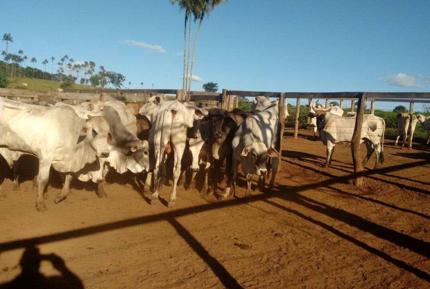 Cabeças de gado recuperada em Leopoldo Bulhões