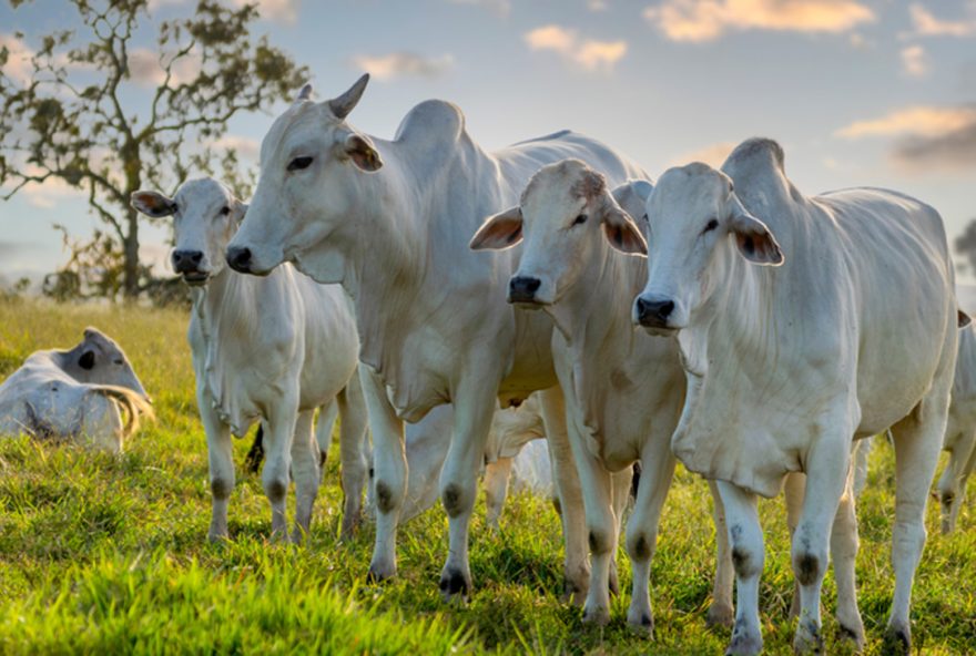 Conquista de Goiás como estado livre de febre aftosa sem vacinação fortalece a pecuária nacional e abre portas para mercados internacionais exigentes