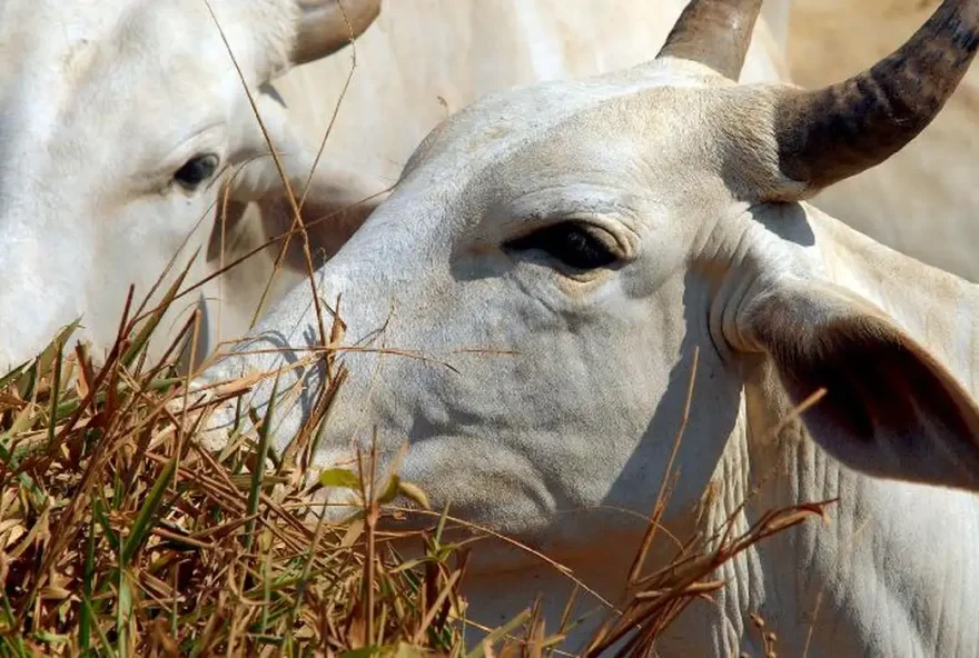 Brasil regula abate e processamento de animais para mercado religioso