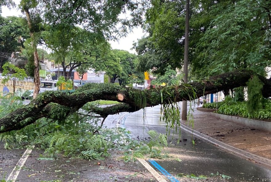 galho-de-arvore-cai-e-bloqueia-avenida-em-piracicaba3A-o-que-fazer3F