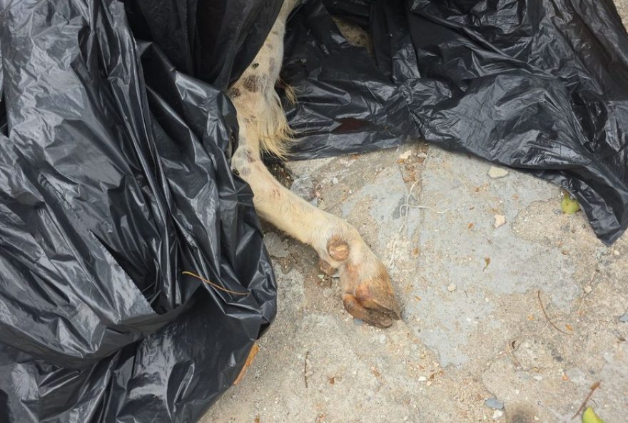 galinhas-e-cabritos-encontrados-mortos-na-zona-norte-do-rio3A-caso-choca-a-regiao