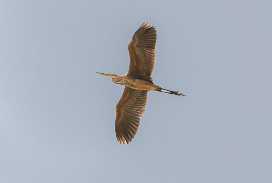 garca-roxa-rara-e-avistada-em-fernando-de-noronha-apos-4-anos3A-importancia-da-ilha-para-aves-migratorias