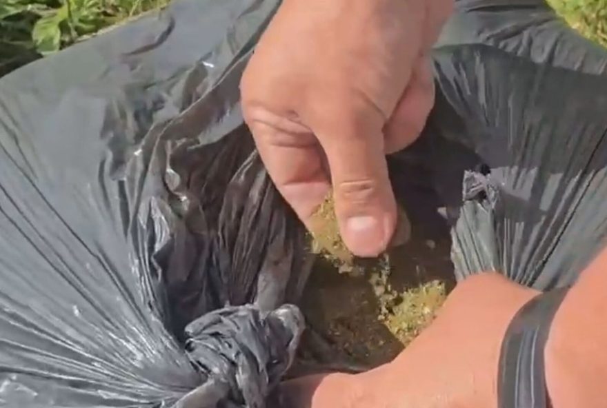 garis-encontram-30-kg-de-maconha-em-saco-de-lixo-no-df3A-policia-investiga-caso garis-encontram-30-kg-de-maconha-em-saco-de-lixo-no-df3A-policia-investiga-caso