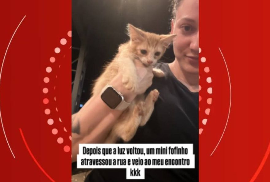 gata-abandonada-encontrada-em-lanchonete-do-pr-rende-adocao-apos-pedido-inusitado-de-cliente3A-traga-o-gato-com-o-hamburguer