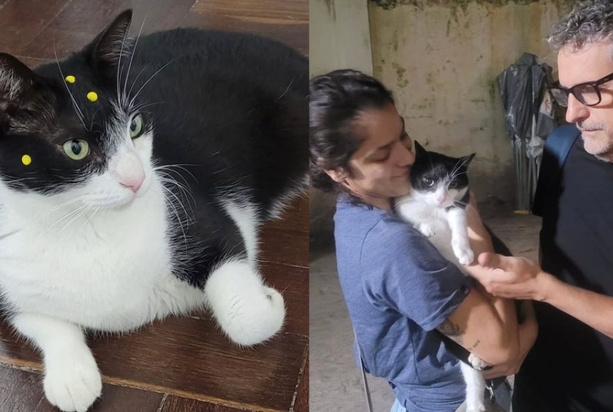 gata-premiada-por-atuacao-em-o-agente-secreto-recebeu-petiscos-como-recompensa