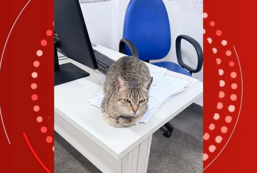 gata-supera-cancer-e-se-torna-mascote-querida-da-delegacia-em-feira-de-santana