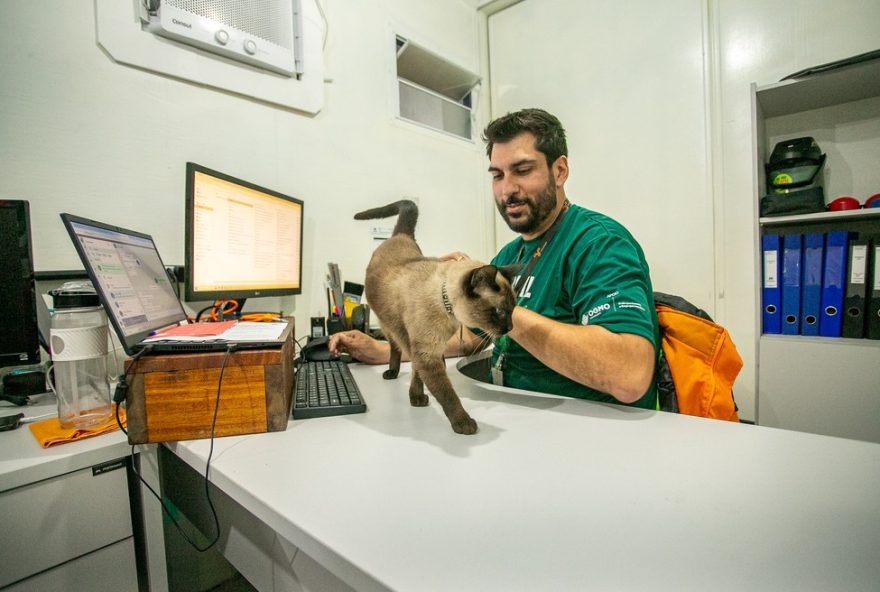gato-abandonado-se-torna-engenheiro-de-sonecas-em-obra-portuaria-no-litoral-do-parana
