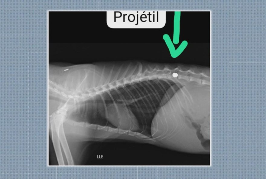 gato-baleado-em-vargem-pequena3A-protetor-alerta-sobre-maus-tratos-animais-no-rio gato-baleado-em-vargem-pequena3A-protetor-alerta-sobre-maus-tratos-animais-no-rio