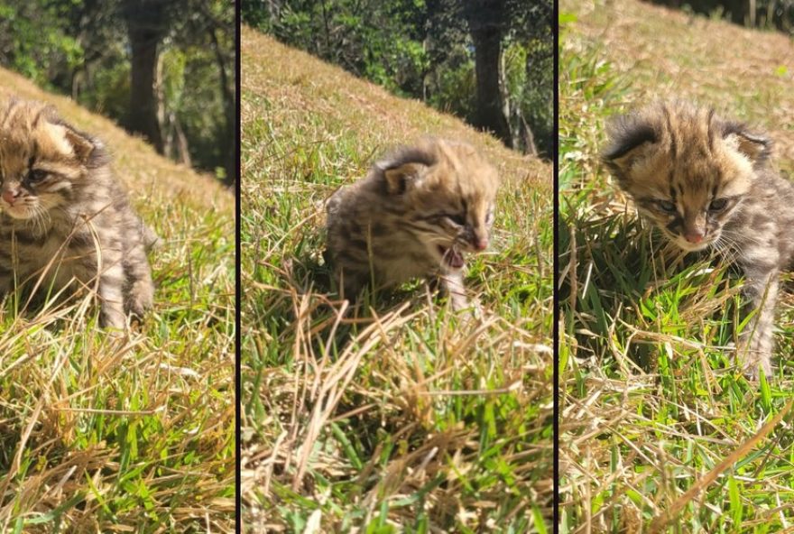 gato-do-mato-pequeno-resgatado-com-queimaduras-em-sao-roque3A-4o-caso-de-incendio-em-sp-2025