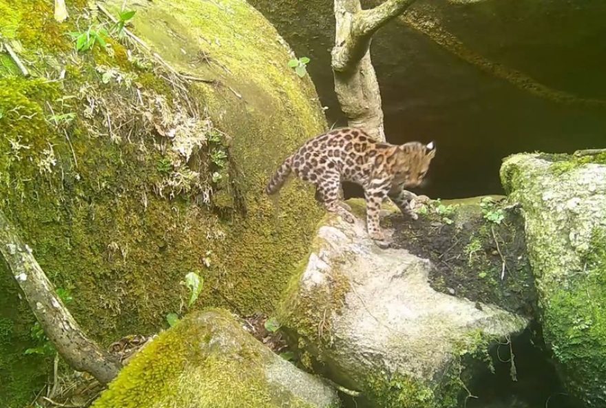 gato-do-mato-registrado-no-parque-estadual-dos-tres-picos3A-conservacao-em-destaque gato-do-mato-registrado-no-parque-estadual-dos-tres-picos3A-conservacao-em-destaque