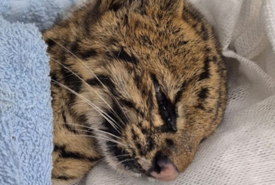 gato-do-mato-resgatado-em-mogi-das-cruzes-morre-apos-ser-encontrado-desacordado