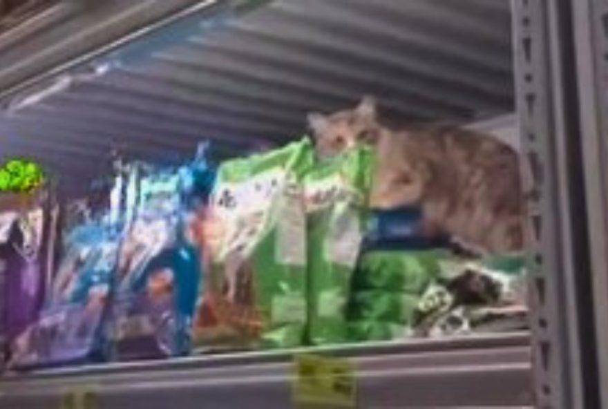 gato-folgado-em-supermercado-de-goiania-diverte-a-web3B-video gato-folgado-em-supermercado-de-goiania-diverte-a-web3B-video