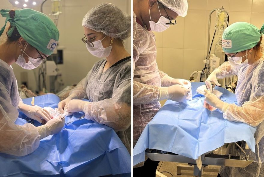gato-salvo-apos-cirurgia-de-emergencia-por-tiro-de-chumbinho-em-upa-de-goiania
