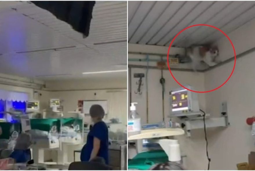 gato-suspeito-em-incidente-de-queda-de-forro-em-hospital-de-fortaleza3A-misterio-e-seguranca-garantida