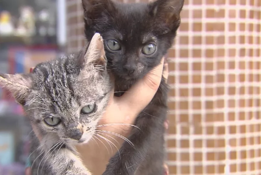 Gato pode ter sido contaminado por um morcego / Foto: Reprodução