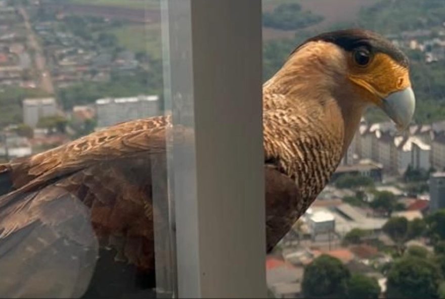gaviao-ataca-cachorro-em-sacada-de-predio3A-especialista-explica-comportamento-natural-dos-animais-urbanos-em-cascavel2C-parana