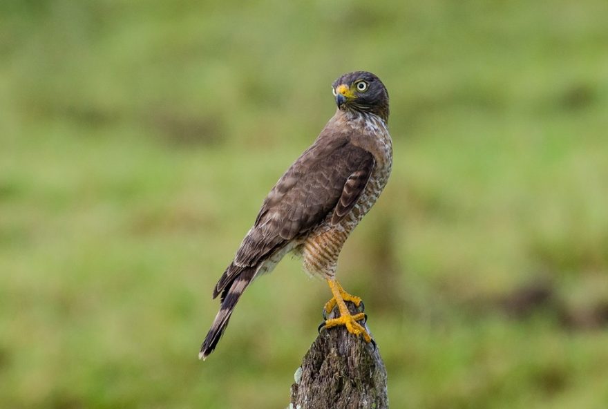 gaviao-carijo-predando-serpente3A-cena-rara-na-zona-rural-de-minas-gerais