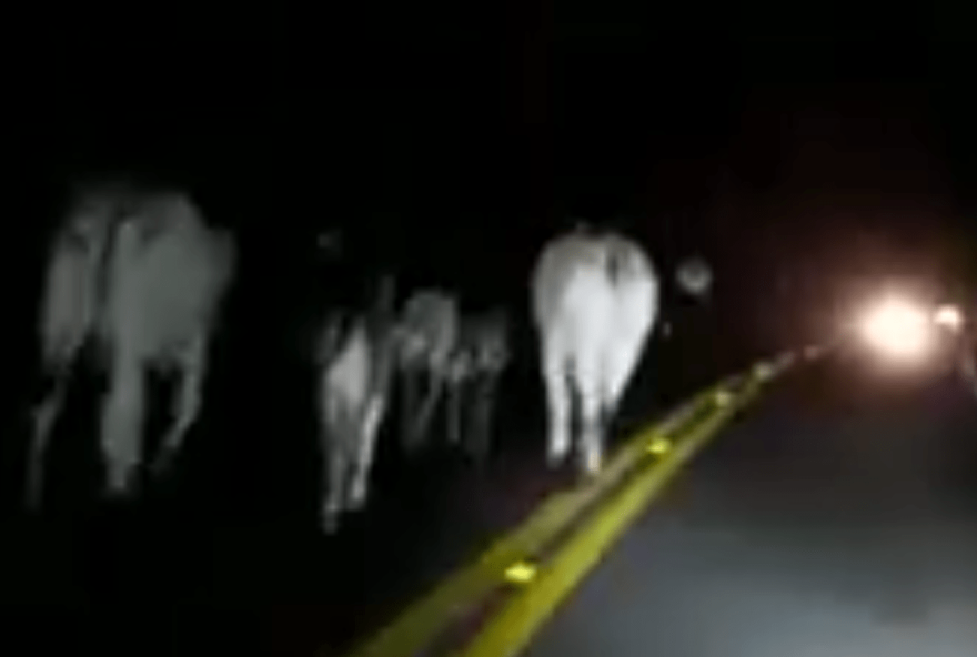 Vídeo: homem registra rebanho de vacas circulando em rodovia e é atingido por outro veículo, em Caldas Novas