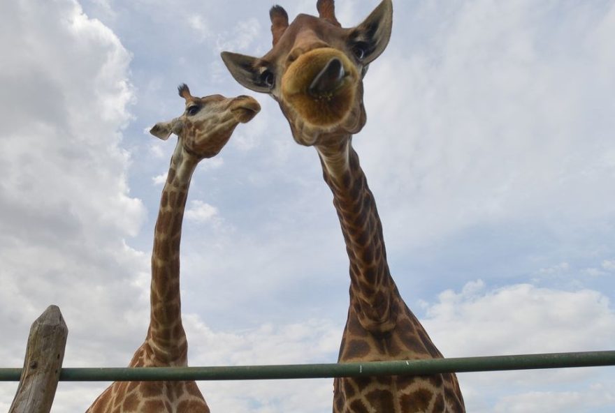 Essa é a quarta morte registrada desde novembro de 2021, quando o grupo de animais veio para o Brasil (Foto: EBC/arquivo)