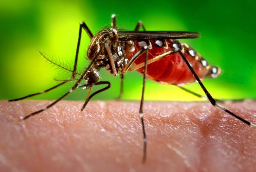 Mosquito Aedes Aegypti, transmissor da sengue, zika e chikungunya. (Foto: Reprodução/Internet)