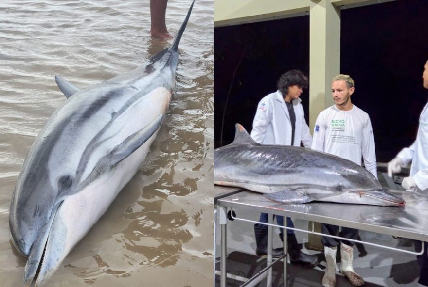 golfinho-listrado-encontrado-morto-em-praia-de-mosqueiro2C-belem3A-causa-da-morte-investigada golfinho-listrado-encontrado-morto-em-praia-de-mosqueiro2C-belem3A-causa-da-morte-investigada