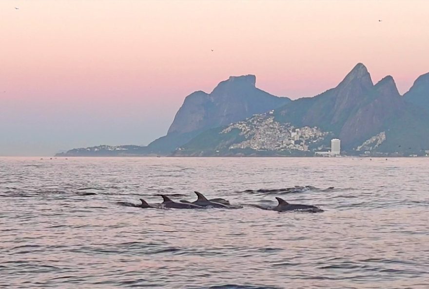 golfinhos-dao-show-no-litoral-do-rio3A-imagens-incriveis-capturadas-por-drone golfinhos-dao-show-no-litoral-do-rio3A-imagens-incriveis-capturadas-por-drone
