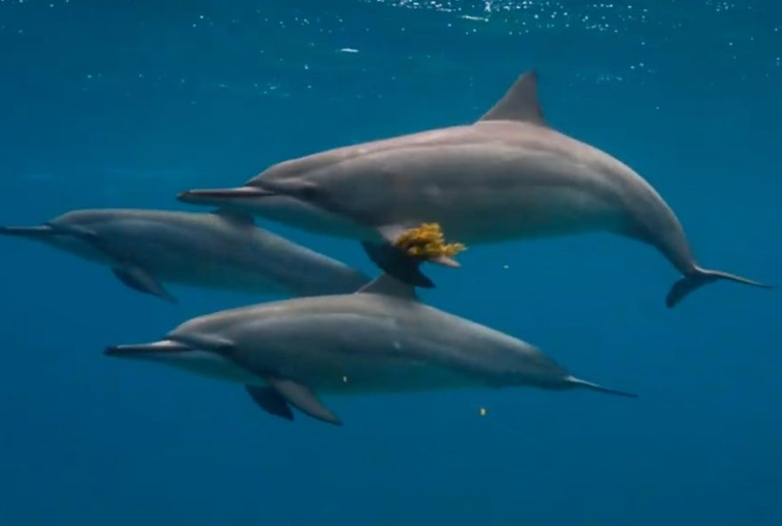 golfinhos-de-noronha-criam-jogo-cultural-com-algas3A-pesquisas-mostram-comportamento-inovador golfinhos-de-noronha-criam-jogo-cultural-com-algas3A-pesquisas-mostram-comportamento-inovador
