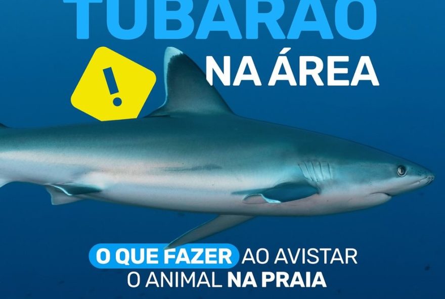 governo-do-rio-de-janeiro-alerta-para-avistamentos-de-tubaroes-na-barra-da-tijuca3A-dicas-de-seguranca-para-banhistas