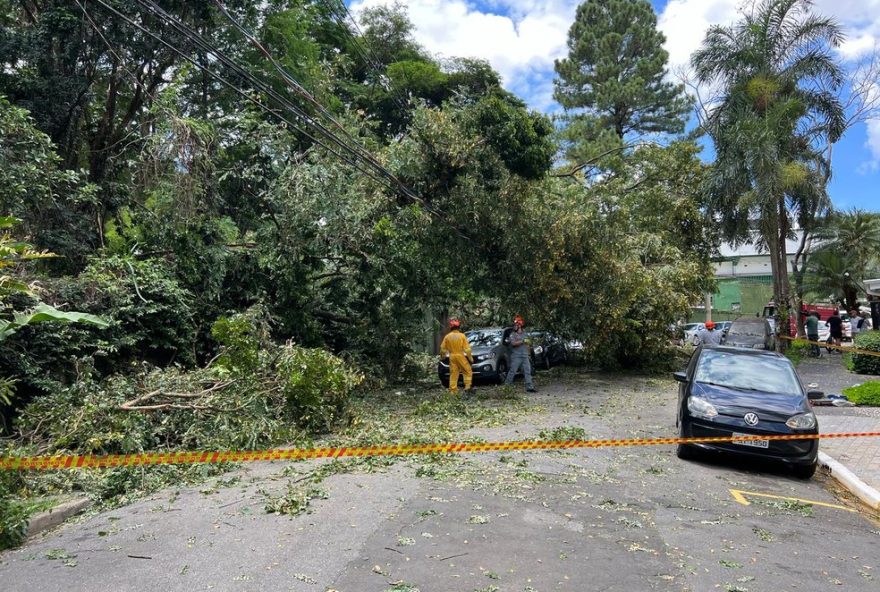 grande-arvore-cai-e-atinge-4-carros-proximos-ao-estadio-do-guarani-em-campinas3A-noticias-e-atualizacoes