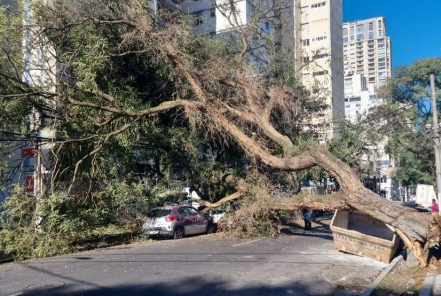 grande-arvore-cai-e-deixa-700-imoveis-sem-luz-no-jardim-paulista2C-zona-oeste-de-sp