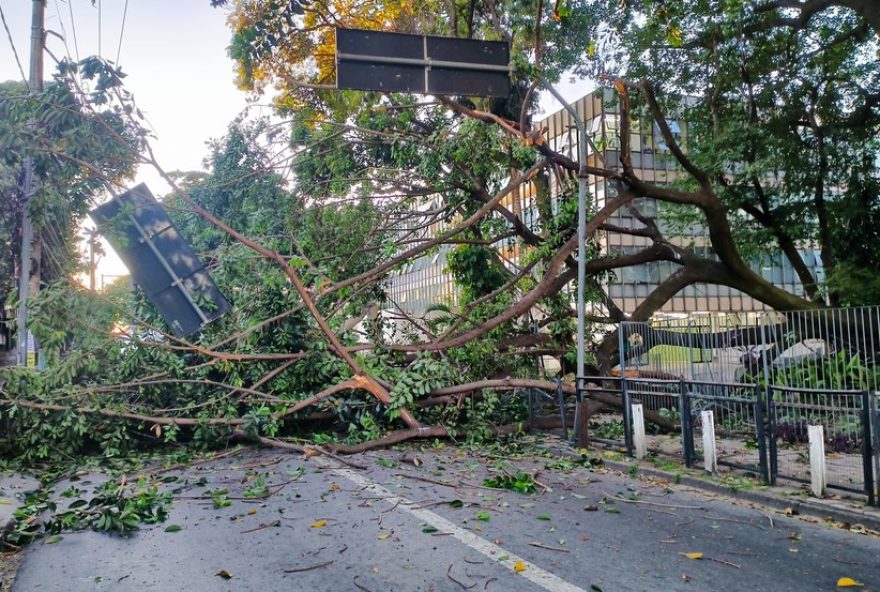 grande-arvore-cai-e-interdita-rua-movimentada-de-bh3A-confira-os-detalhes