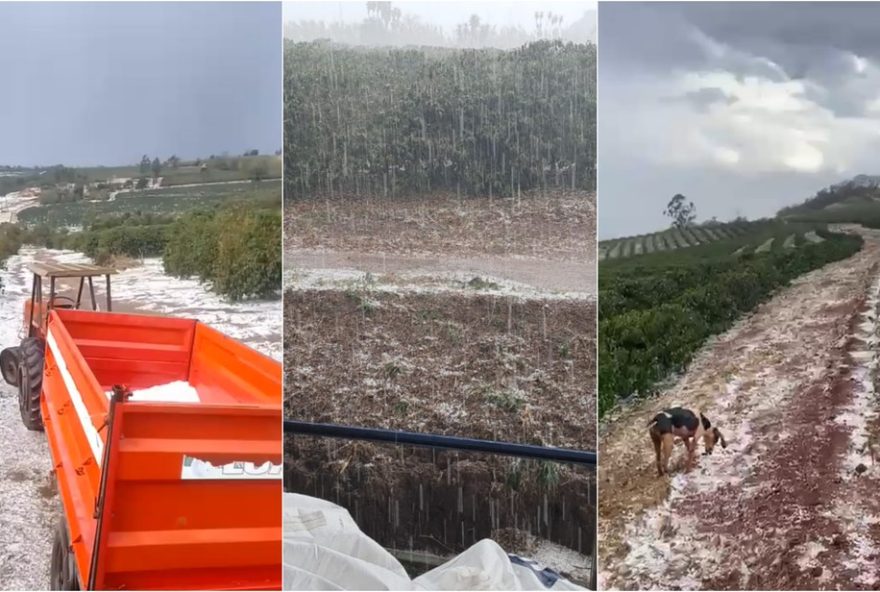 granizo-causa-prejuizos-em-lavouras-de-cafe-no-sul-de-minas3A-monte-santo-de-minas-e-uma-das-cidades-mais-afetadas