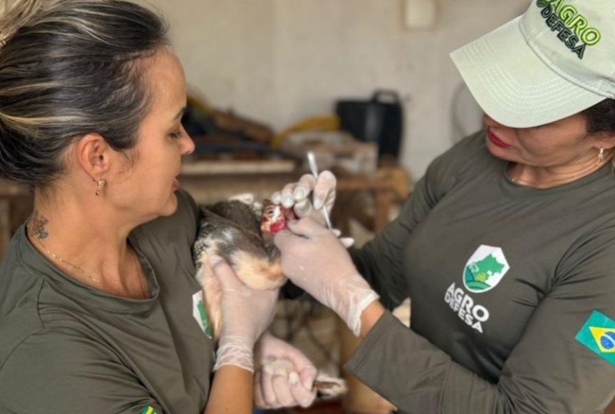 gripe-aviaria-em-goias3A-agrodefesa-declara-emergencia-zoossanitaria