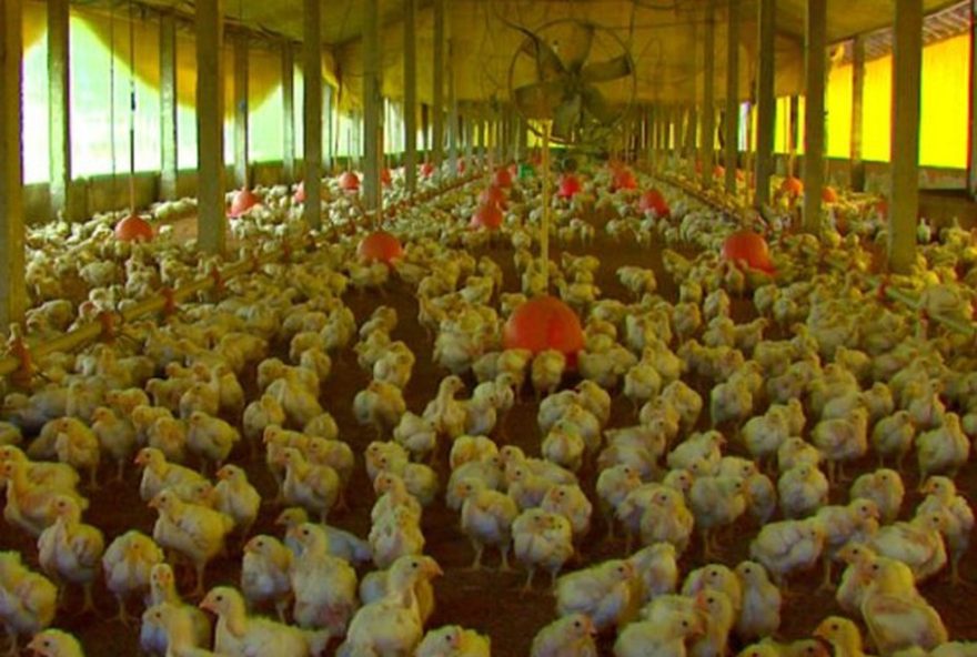 gripe-aviaria-impacta-cotacoes-da-carne-de-frango3A-queda-dramatica-e-desafios-para-o-mercado-em-2025
