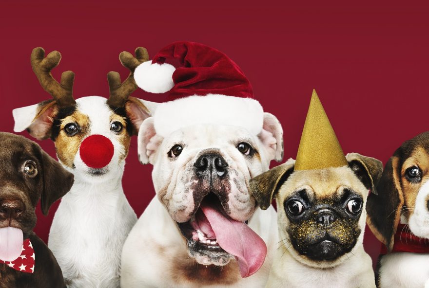 Momento mágico! Seu pet ao lado do Papai Noel no 'Encontro de Natal para Pets' no Passeio das Águas Shopping (Foto: imagem ilustrativa/freepik)