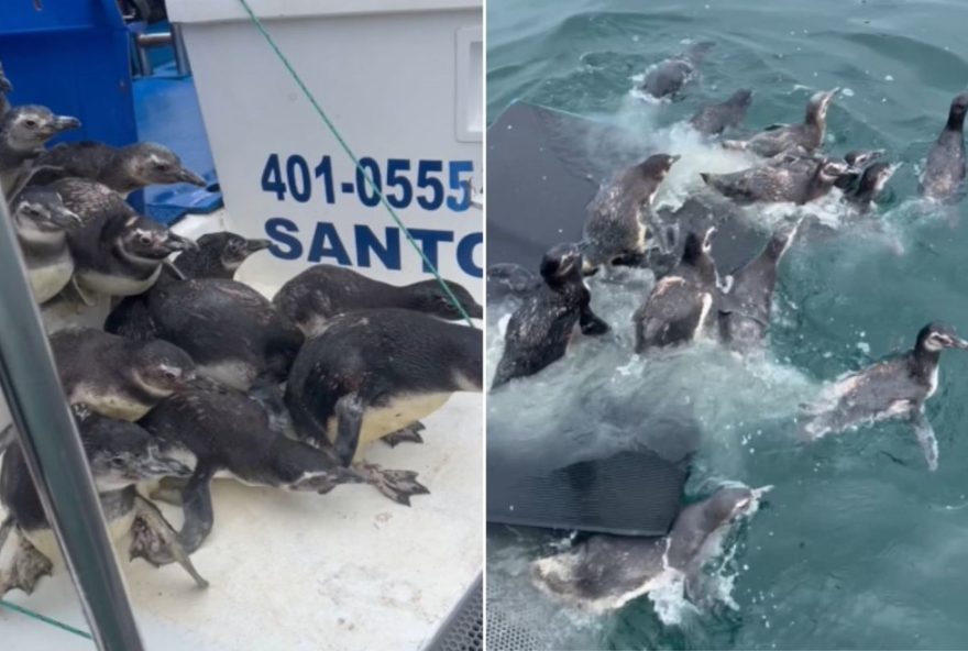 grupo-de-pinguins-e-devolvido-ao-mar-apos-tratamento-no-litoral-de-sp-imagens-incriveis-mostram-soltura-dos-animais