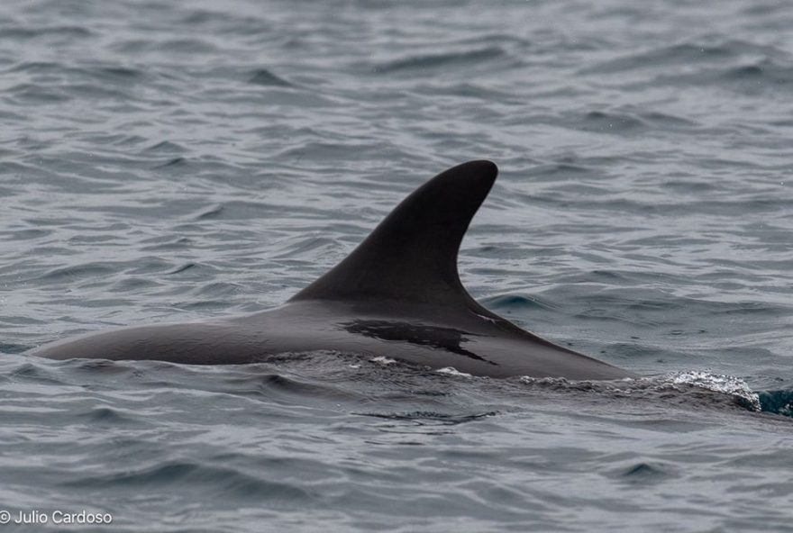 grupo-raro-de-falsas-orcas-e-avistado-no-litoral-paulista3A-um-espetaculo-pouco-comum-nas-aguas-de-ilhabela grupo-raro-de-falsas-orcas-e-avistado-no-litoral-paulista3A-um-espetaculo-pouco-comum-nas-aguas-de-ilhabela