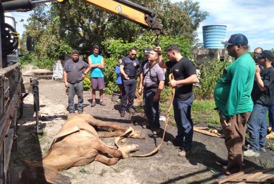 guarda-municipal-de-piracicaba-realiza-resgate-emocionante-de-cavalo-abandonado