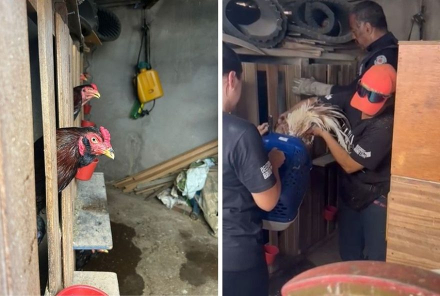 guarda-resgata-39-galos-vitimas-de-maus-tratos-em-americana3A-homem-e-preso-em-flagrante guarda-resgata-39-galos-vitimas-de-maus-tratos-em-americana3A-homem-e-preso-em-flagrante