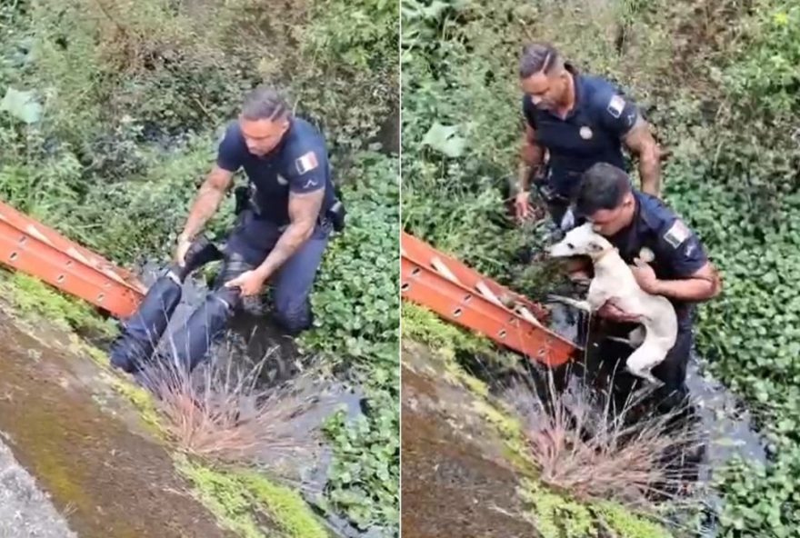 guarda-resgata-cadela-em-tubulacao-de-canal-em-praia-grande2C-sp