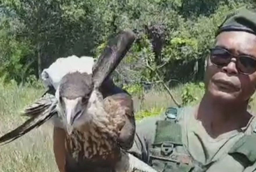 guardas-municipais-realizam-resgate-e-soltura-de-animais-silvestres-em-risco