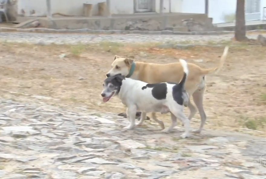 guerra-de-faccoes-transforma-iraponga-em-cidade-fantasma3A-animais-abandonados-precisam-de-alimentos