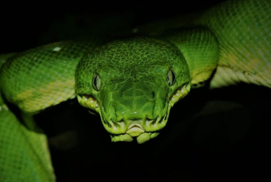 guia-gratuito-da-usp-para-perder-o-medo-das-serpentes-e-promover-a-coexistencia-pacifica3A-baixe-agora guia-gratuito-da-usp-para-perder-o-medo-das-serpentes-e-promover-a-coexistencia-pacifica3A-baixe-agora