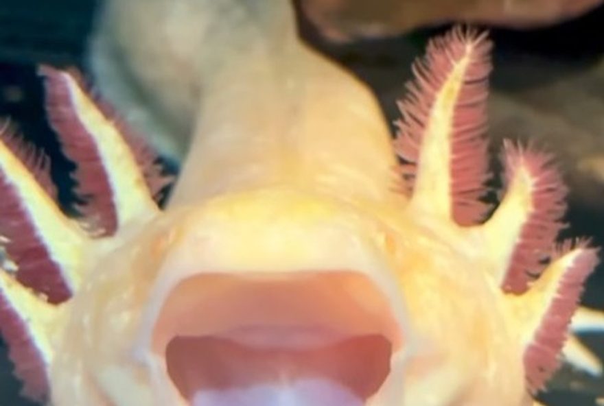 guns-n-roses-celebra-homenagem-a-axl-rose-no-bioparque-do-rio3A-axolotes-resgatados-do-trafico-ganham-novo-lar